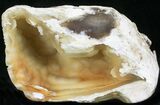 Agatized Fossil Coral Geode - Florida #22421-1